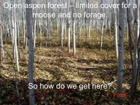 Open aspen forest with limited moose cover and forage