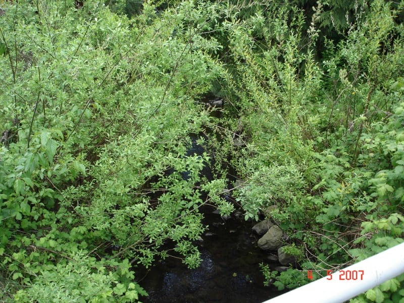 bowker-creek-image7 Bowker Creek bioengineering fully established May 2007, dense native vegetation from wattle fences
