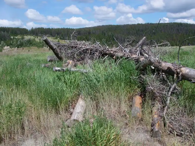 Transitional native plant community establishing at Brenda Mine