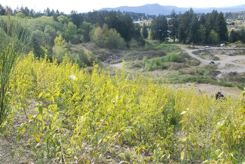 Established willow and dogwood on the Butler Bros slope during the second growing season