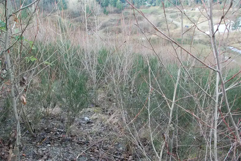 Native pioneer vegetation colonizing rough-prepared substrate at Butler Bros