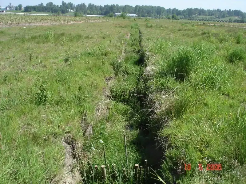 Budbreak and leaf emergence showing early establishment of installed willow cuttings.