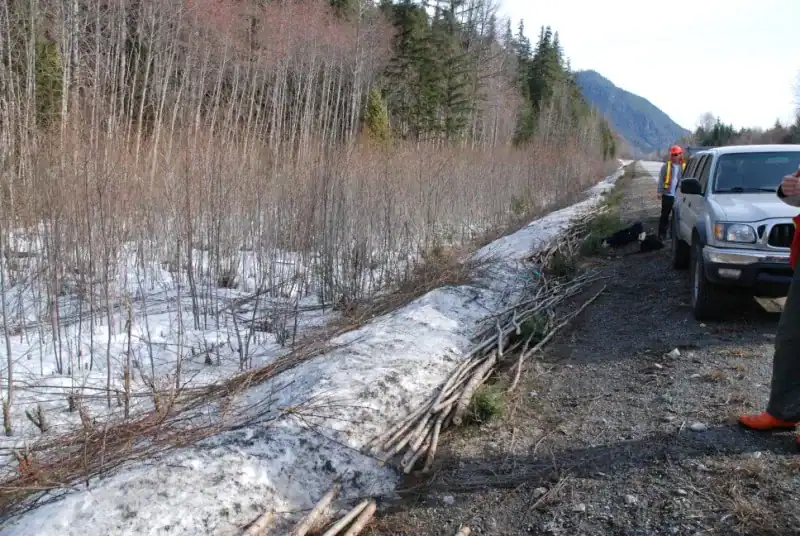 Collecting willow cuttings along a highway edge in British Columbia