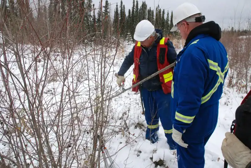 Field crew collecting and bundling willow cuttings for a restoration project