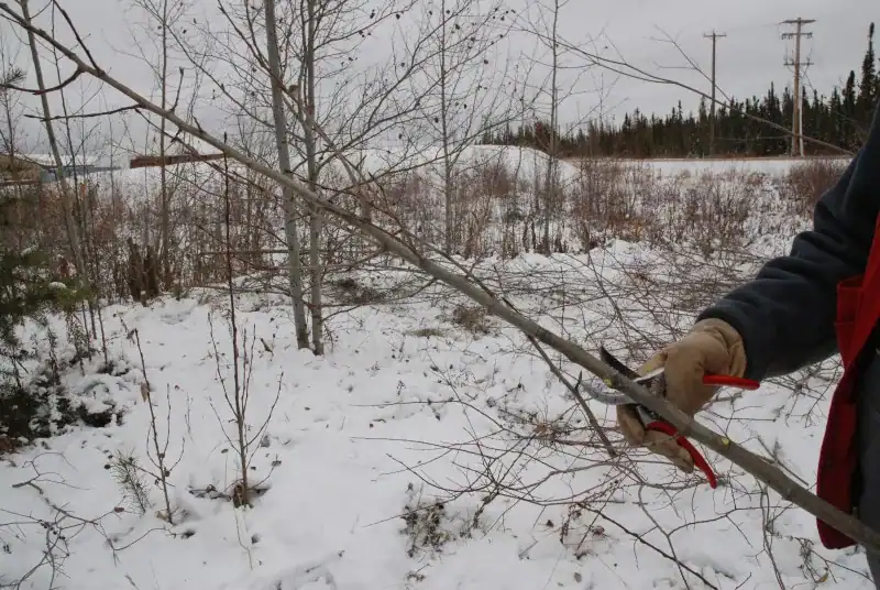 Cutting a dormant stem above a fork when it becomes too small for live staking