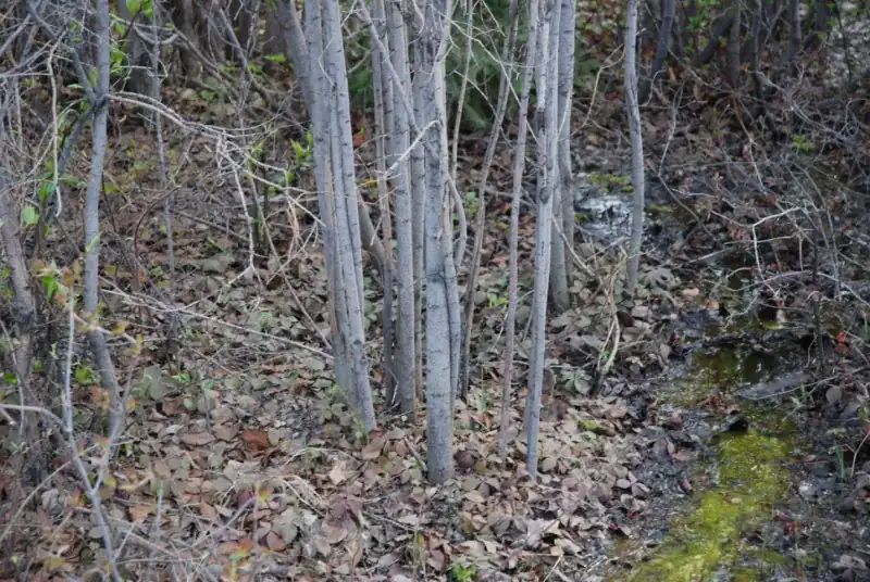 Straight uniform willow and cottonwood pioneer stems suitable for soil bioengineering cuttings
