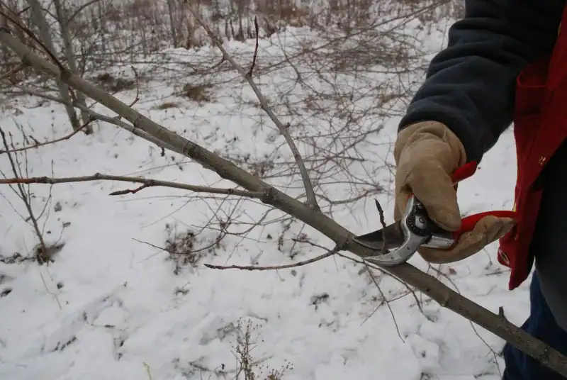 Trimming side branches close to the main stem when preparing soil bioengineering cuttings
