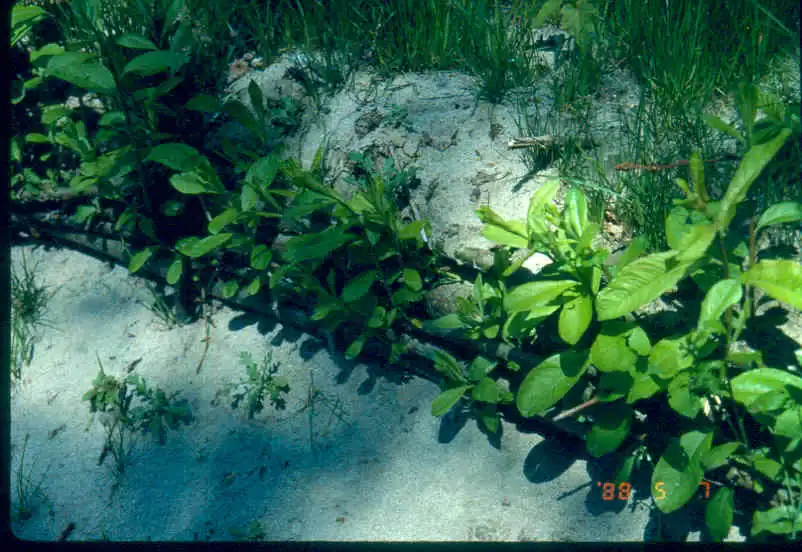 Initial Planting, May 1988 UBC slopes initial test planted winter of 1987/88, May 7, 1988