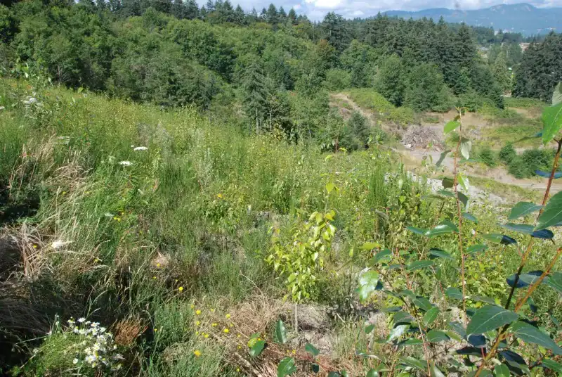 Native vegetation establishing on Butler Bros slope first growing season after bioengineering