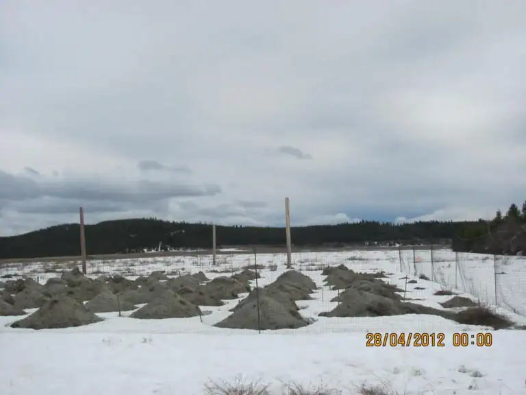 Holes and mounds in the snow at Brenda Mine after rough and loose surface preparation, April 2012