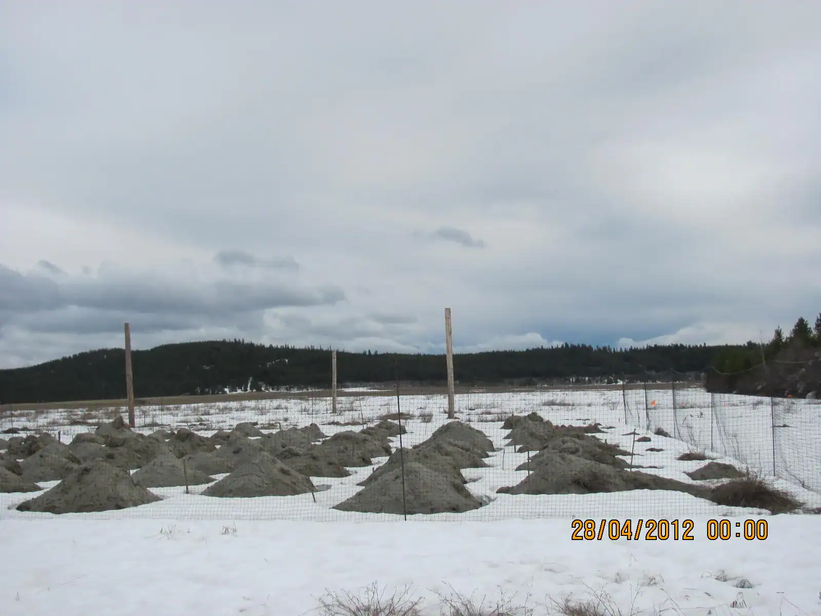 Rough and loose surface preparation with live staking at Brenda Mine, April 2012