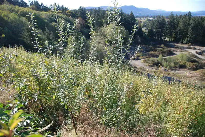 Mature native shrubs covering restored Butler Bros gravel pit slope after bioengineering