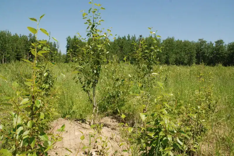 Native shrubs establishing after Fort Shephard ecological restoration treatment