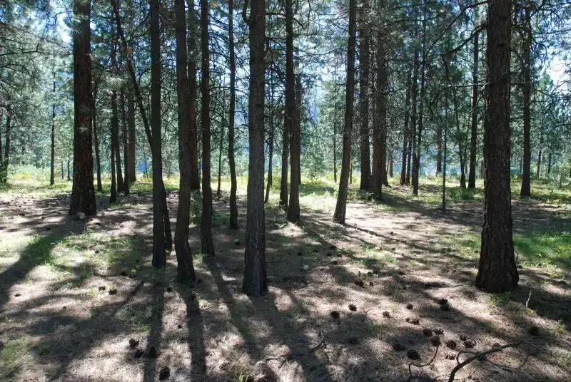 Ponderosa pine forest at Fort Shephard Ecological Reserve after restoration