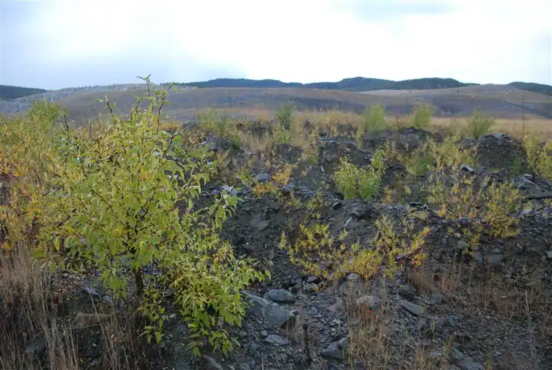 Native shrubs establishing on Brenda Mine waste rock after bioengineering treatment
