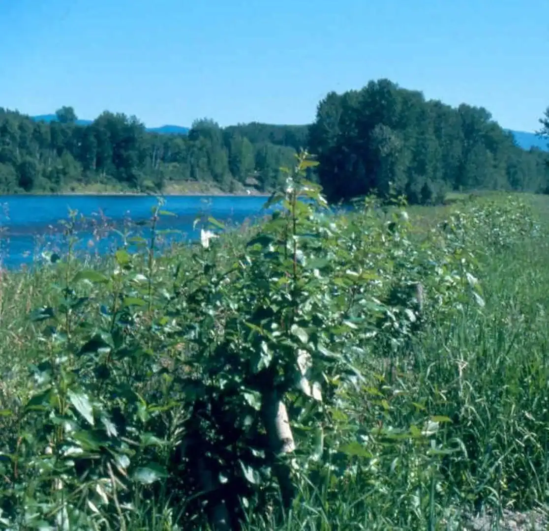 Before and after comparison of mine reclamation site treated with rough and loose surface technique in British Columbia