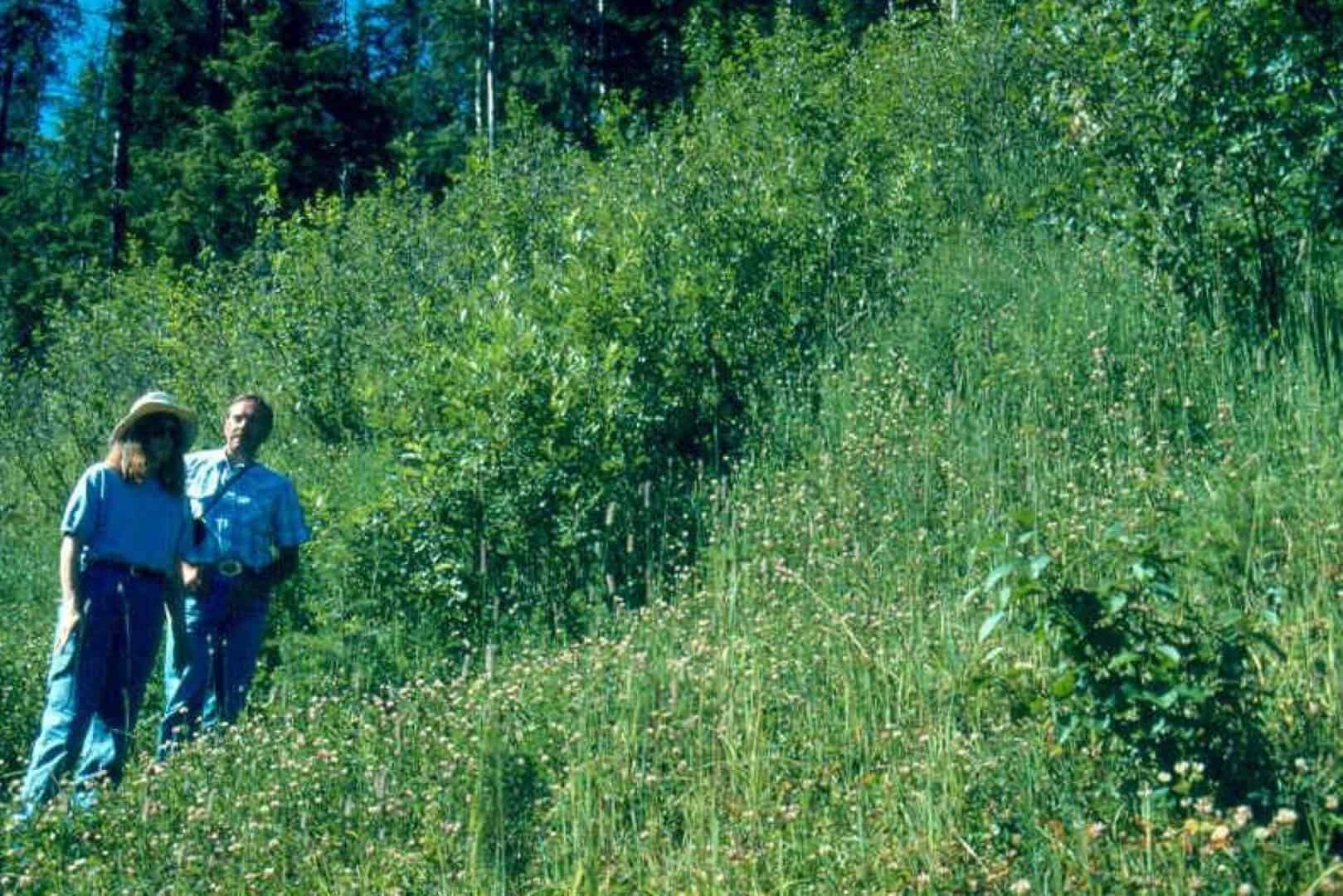 Dense native vegetation restored through soil bioengineering on a formerly bare slope in British Columbia