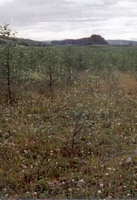 Red alder establishing across the Red Island reclamation area at Island Copper Mine