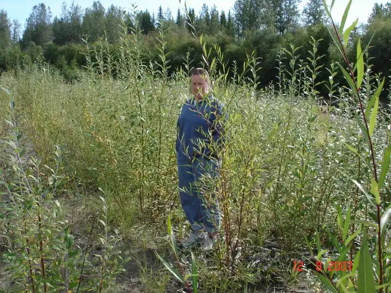 Close-up of live gravel bar staking cutting placement and burial depth on the Klondike River