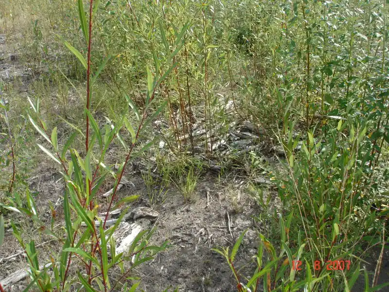 Excavator-assisted willow cutting installation for live gravel bar staking on the Klondike River