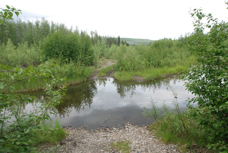 Mature riparian recovery after live gravel bar staking.