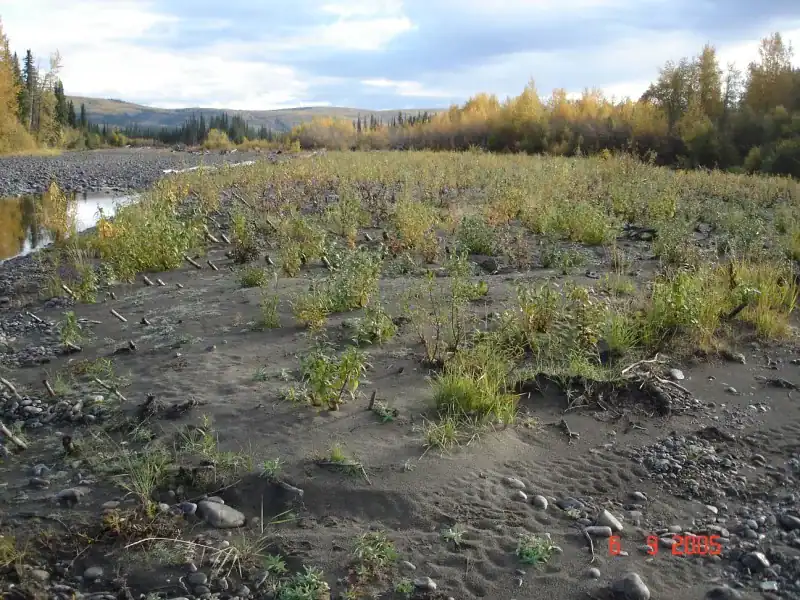 Riparian vegetation recovery across the Klondike River gravel bar complex after live gravel bar staking