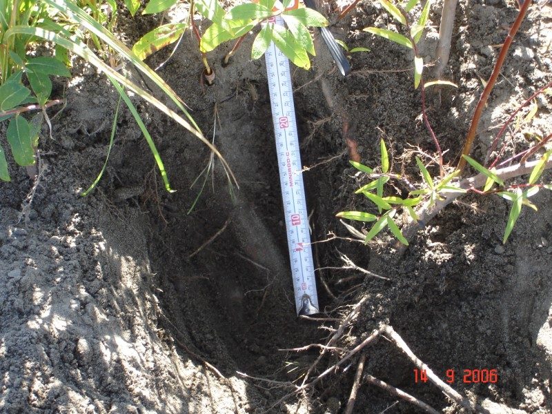 Root-depth detail showing live gravel bar stakes reaching permanent moisture.