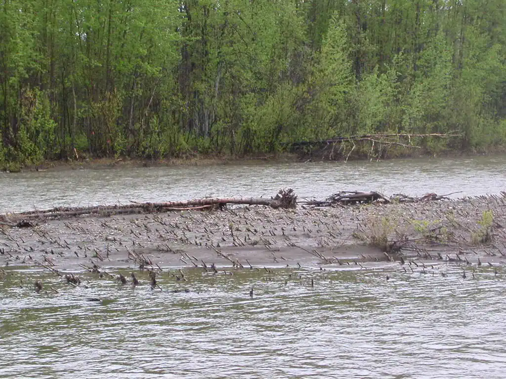 Second-year willow clumps establishing on a formerly bare Klondike River gravel bar