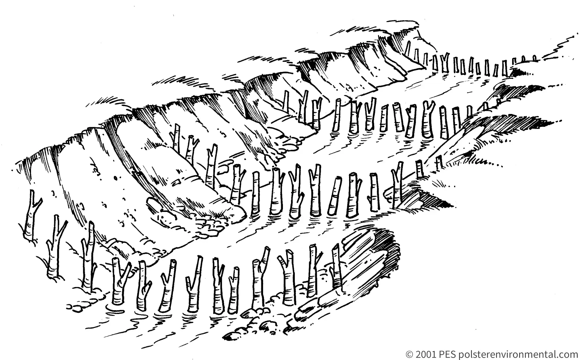 David Polster diagram: rows of live stakes across an eroded riverbank intercepting sediment, live silt fence installation