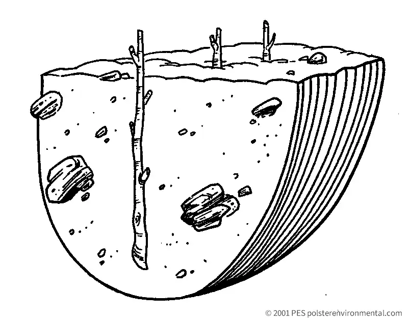 pes-diagram-live-staking Live staking technique diagram: dormant willow and cottonwood cuttings inserted into an eroding slope, rooting to stabilize the soil.