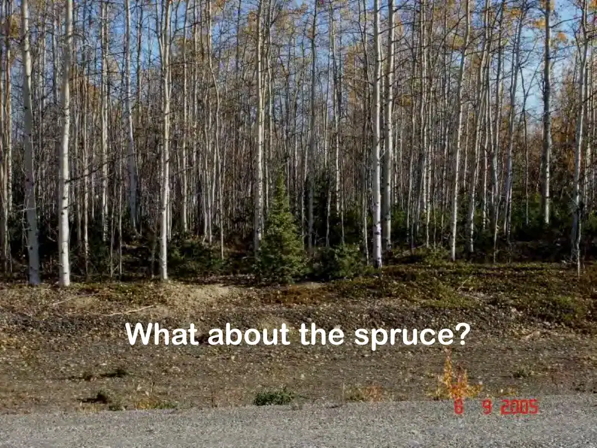 Slide from David Polster's presentation on the role of seeding in reclamation.