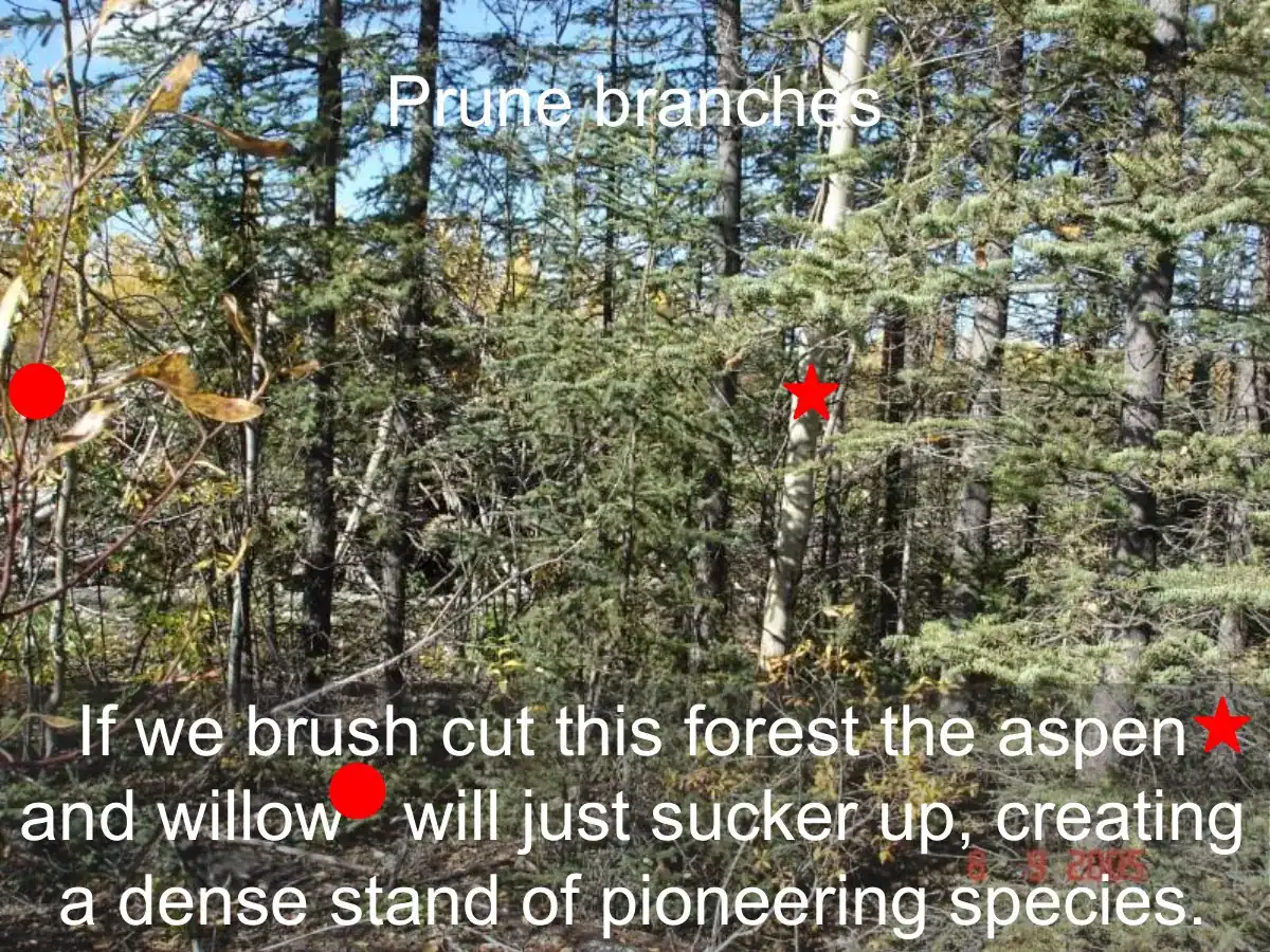 Slide from David Polster's presentation on natural successional processes in the Yukon.