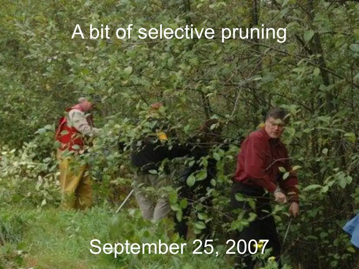 Slide from David Polster's presentation on natural successional processes in the Yukon.