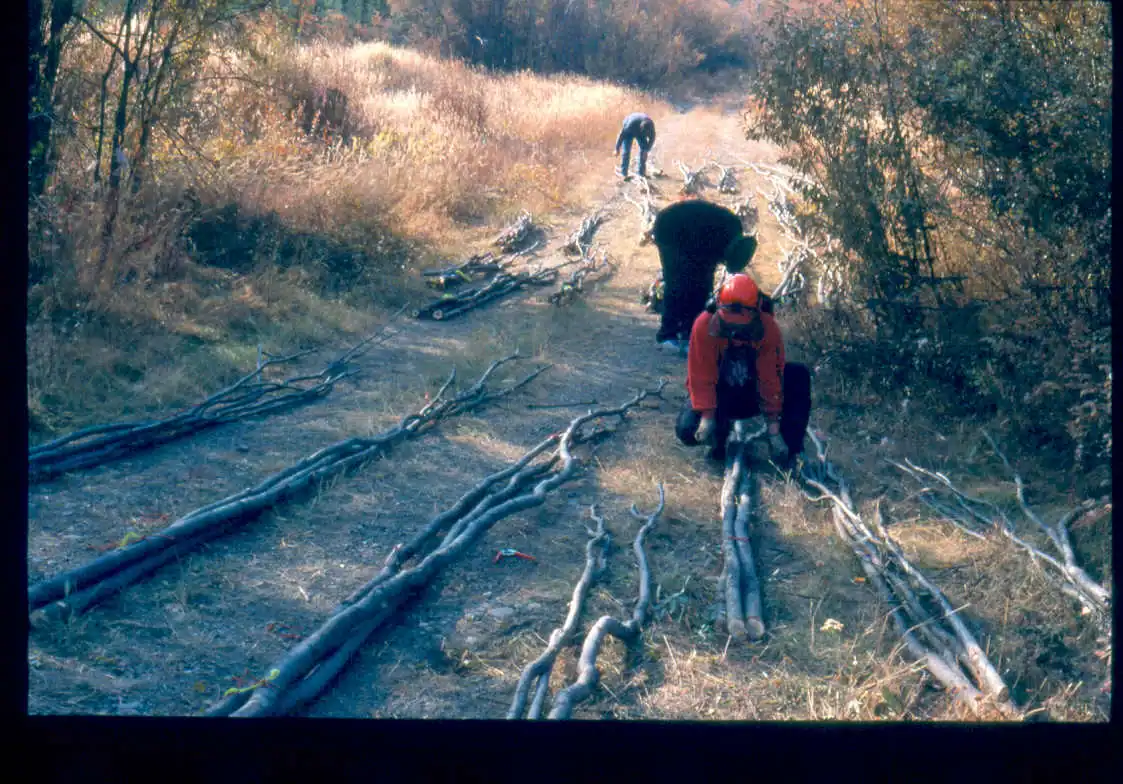 Collecting cuttings at Germaine Creek, YT, Fall, 2004