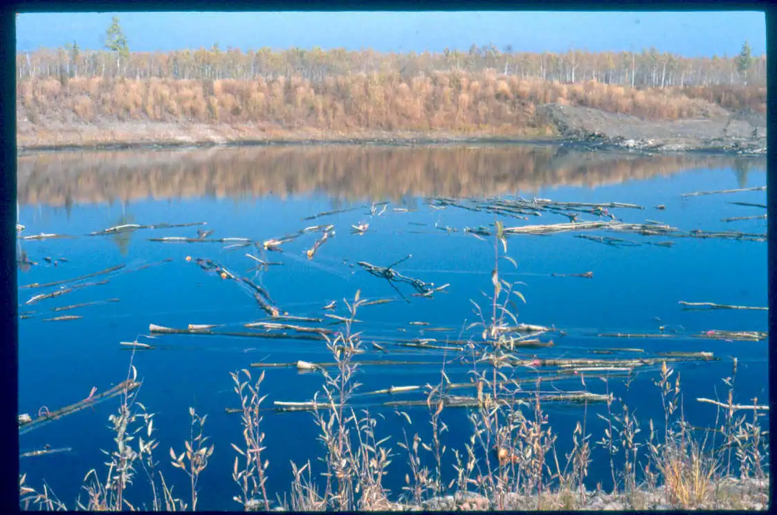 Soaking cuttings at Germaine Creek, Fall, 2004