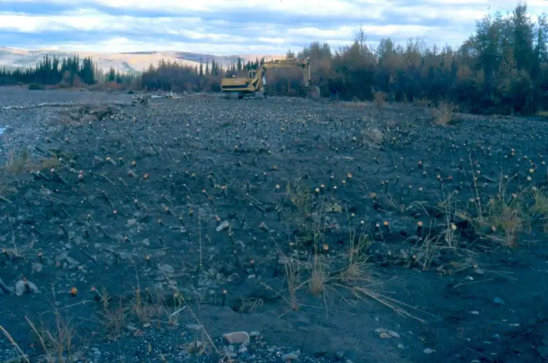 Live gravel bar staking at Germaine Creek, Fall, 2004