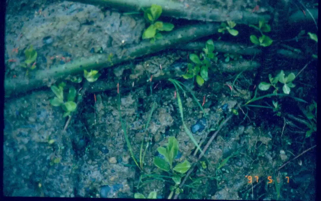 Harvesting Native Cuttings: What to Collect, When, and How