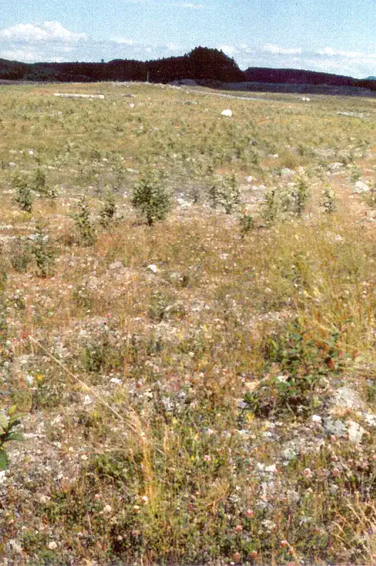 Planted 1996
