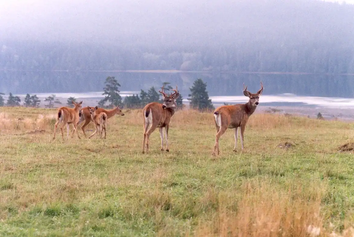 Diversity of Vegetation Creates Wildlife Habitats