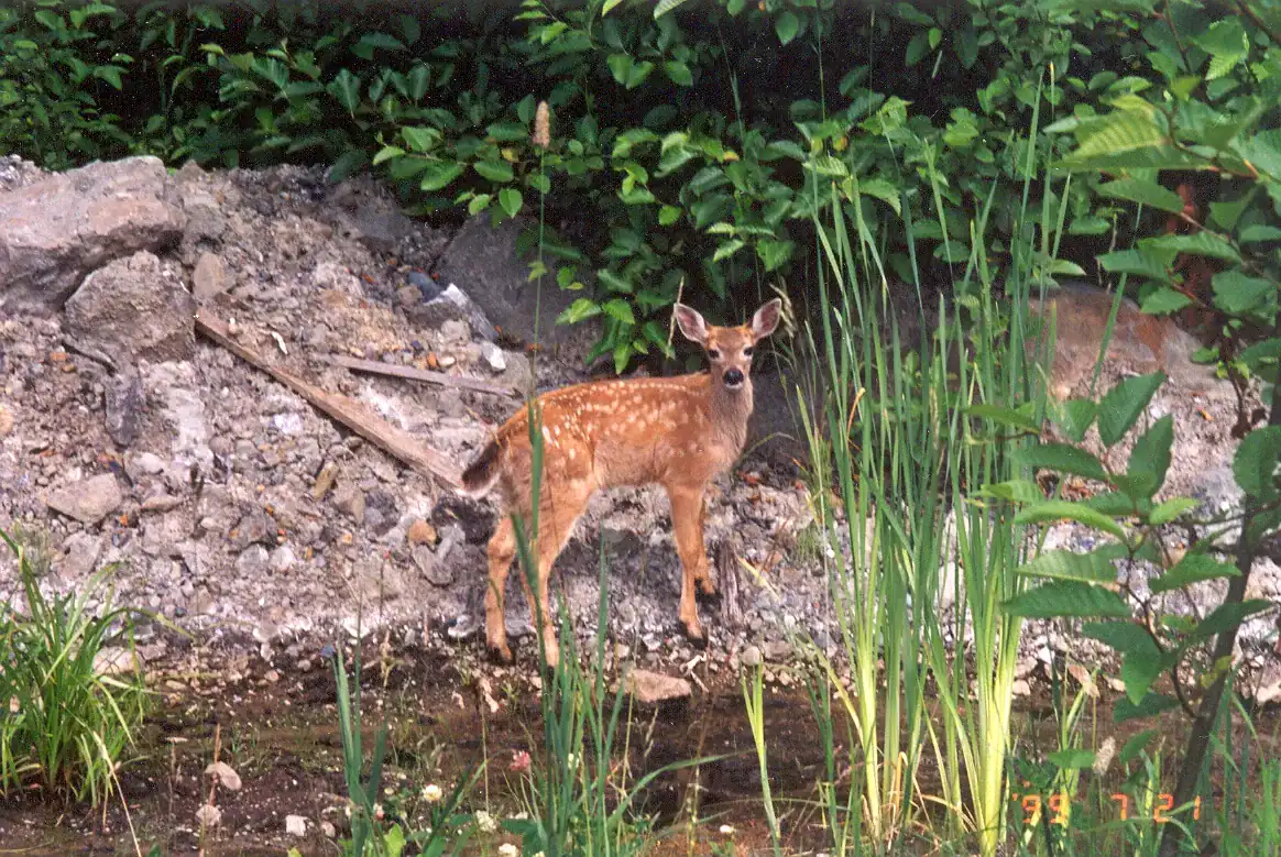 Planted Wetlands Enhance Biodiversity