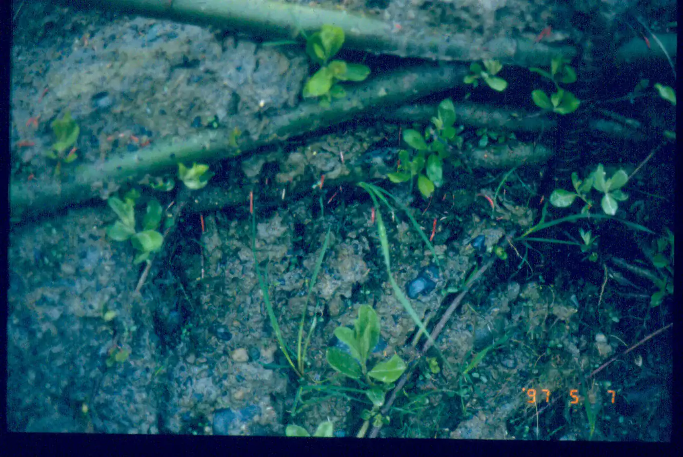 The cuttings love the wet soil…