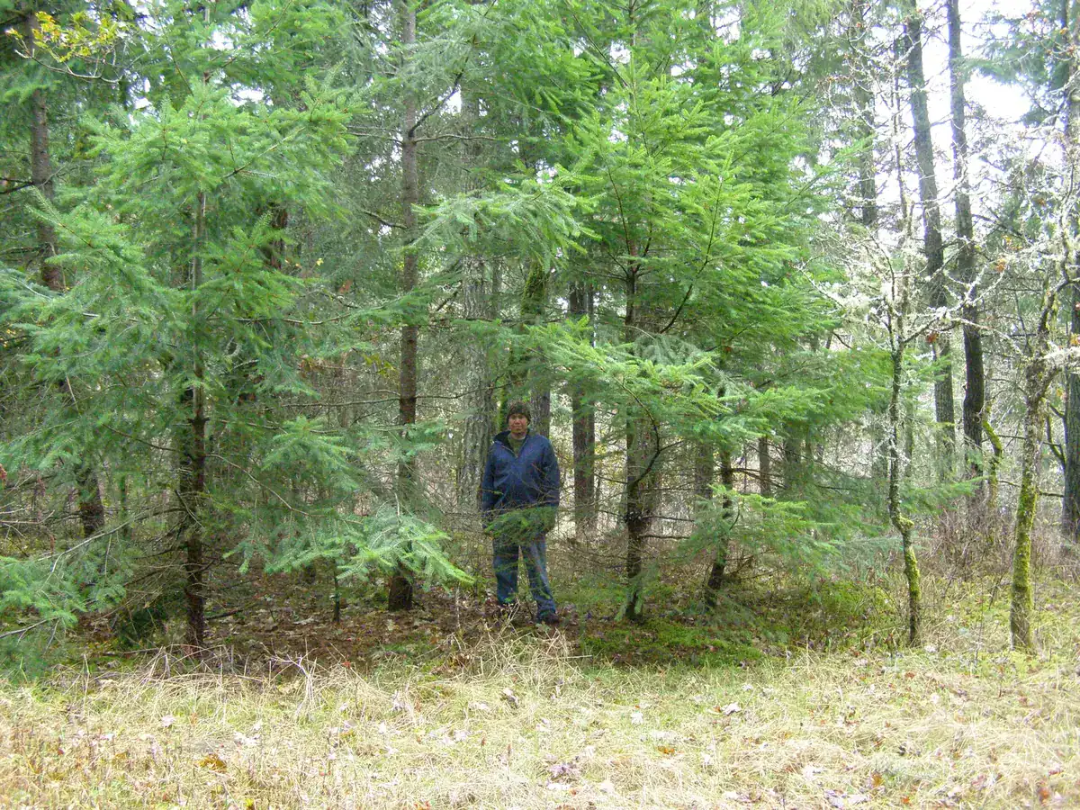 Fort Shephard after forest ingrowth treatment, native vegetation recovery following selective removal