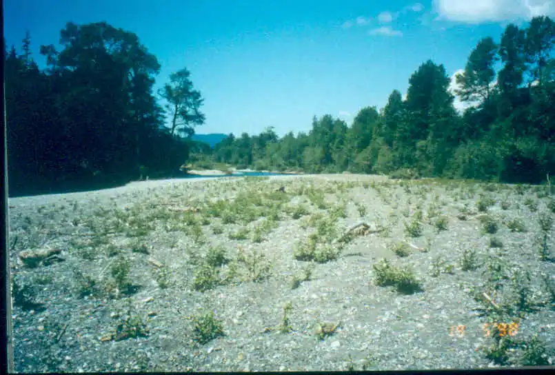 Cuttings growing May 19, 1998