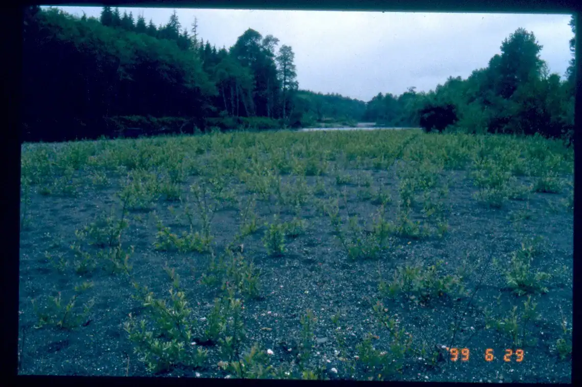 This leaves enough sticking out so that the cuttings can grow again the following summer June 29, 1999