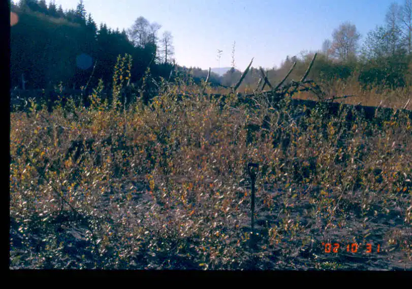 New plants and large woody debris, October 31, 2002