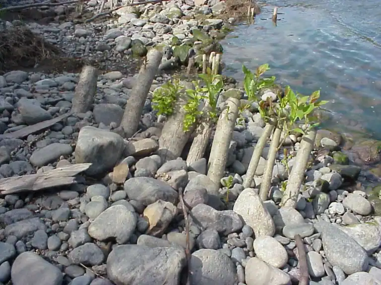 Large woody poles with new shoots along a rocky riverbank