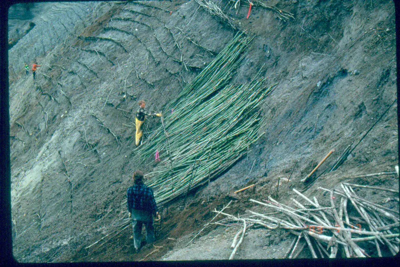 The brush mattress placed living cuttings across the wet failure surface. Brush mattress installation on the UBC piping failure slope using live pole blanket material