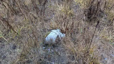 Grass and shrubs in the VBNWA project area