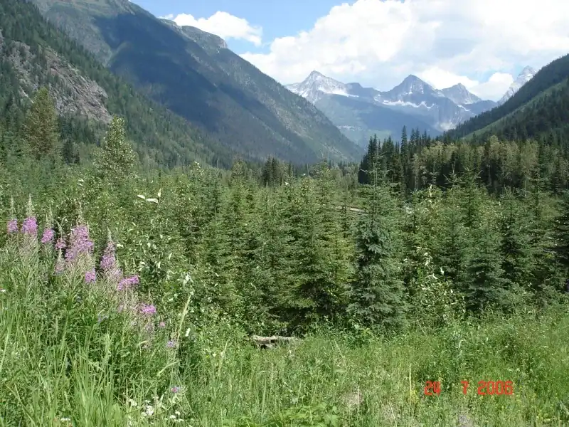 West Portal, Mount Macdonald Tunnel: Natural Succession representative dated field image