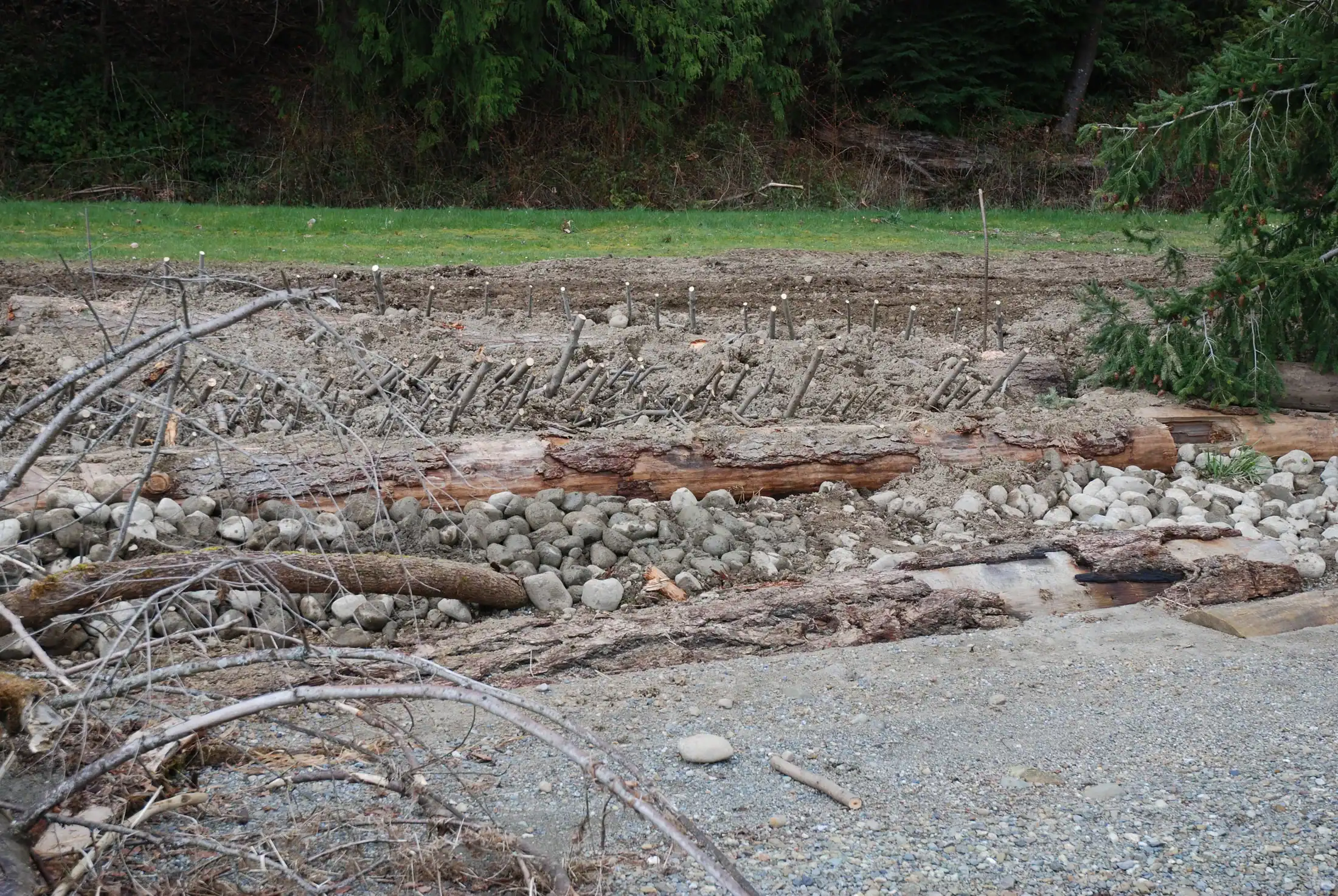 Bamberton shoreline immediately after cobble log and planting work